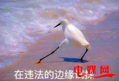 中央政法委批郑爽代孕弃养：钻法律空子，这绝