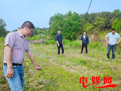 <b>林家茶叶连锁采茶体验活动 走进重庆涪陵大顺茶</b>